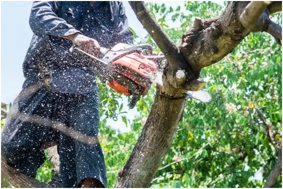 tree services Hinton